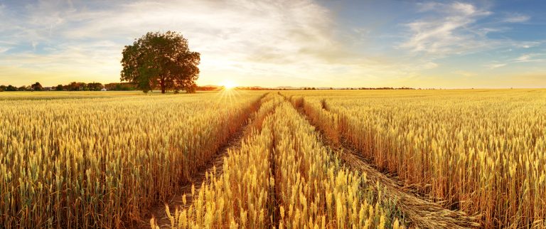 A wheat field, which you may see in "The Good Lord Bird." An open casting hcall has been launched for the series adaptation.