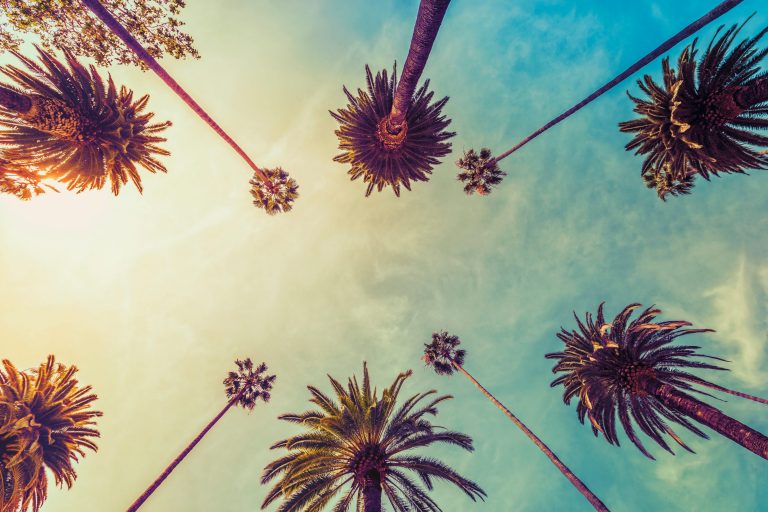 Palm trees in Los Angeles, which Acting Up profiles Sosie Bacon & Chris O’Dowd see on their way to auditions.