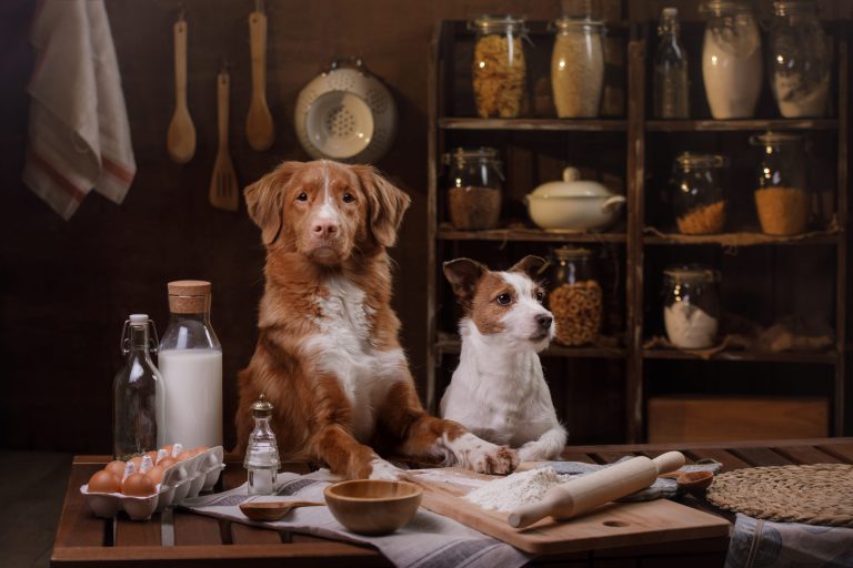 Two dogs from Disney's live action Lady and the Tramp movie.