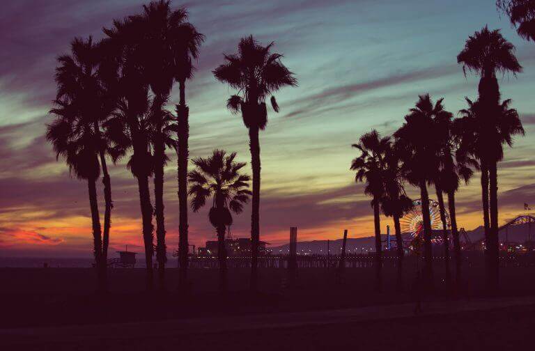 Palm trees outside the house of a casting assistant.